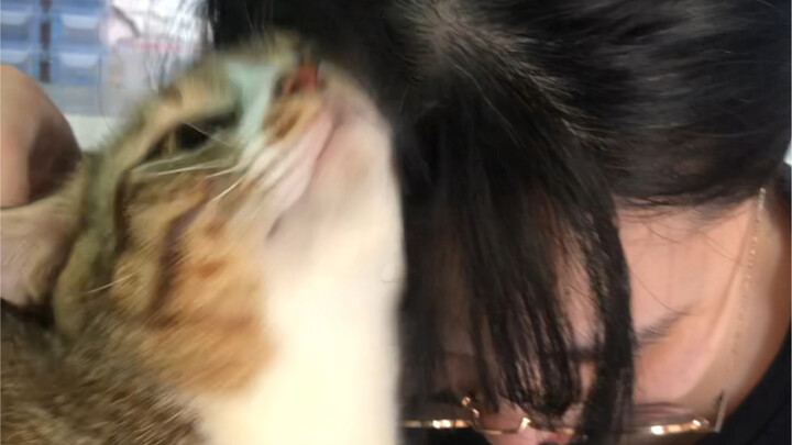 แมวรัวคน คนรัวแมว