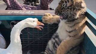 奶豆，天天被大鹅欺负的小老虎