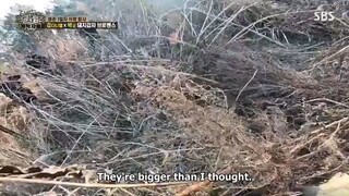 Law of the Jungle Episode 439 Eng Sub #cttro
