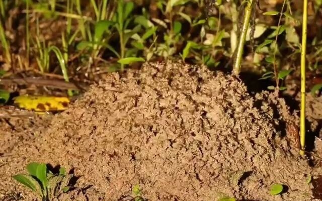 Camera ghi lại toàn bộ quá trình: Ngọn đồi kiến lửa bị mưa xói mòn rồi được xây dựng lại; quả thật l