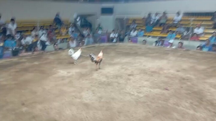 KAMAYO: Bulik in Action @New Gentri. Sports Coliseum