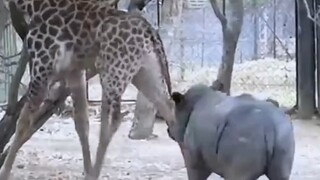 疯狂小动物