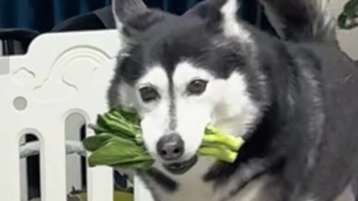 ผักกาดขาวต้นอ่อน