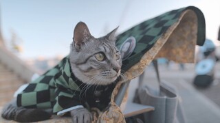 鬼滅ねこ Demon Slayer Tanjiro and Kyojuro Cosplay Cat 鬼滅の刃コスプレ