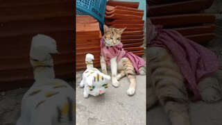 singa joged #shorts #comedy #funny #komedi #kucing #kucinglucu