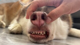 الهاسكي: ما هذا الطقس الرهيب، كيف أعيش بدون مكيف؟