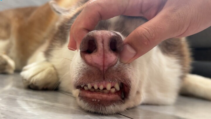 ฮัสกี้: อากาศบ้าๆ แบบนี้ ไม่มีแอร์จะอยู่ยังไง?