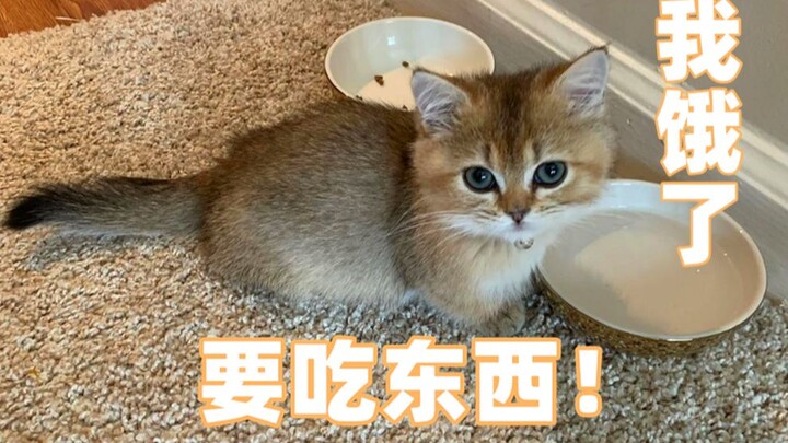 The cat’s acting skills are on full display—pretending to eat thin air in front of its owner to show