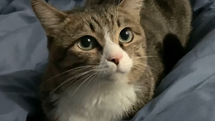 When a cat slowly blinks at you, it’s their way of saying “I love you”!