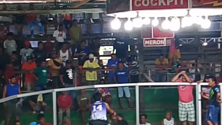 bulik vs benabae