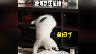 经常做梦翻下床的猫，它睡眠质量到底是好还是不好，猫和老鼠诚不欺我