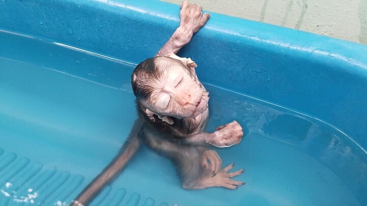 Monkey baby jovo was bathed in big bucket by karenmafia ONG. #fyp #babymonkey #love #baby #beautiful