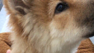 لا عجب أنهم من اختيار الأسلاف الصارم، كان الجرو يلعب بهدوء فجأة سمع صوتاً خفيفاً خارج النافذة ودخل ف