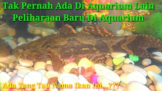 Bloso / Betutu - Ikan Monster Masuk Aquarium