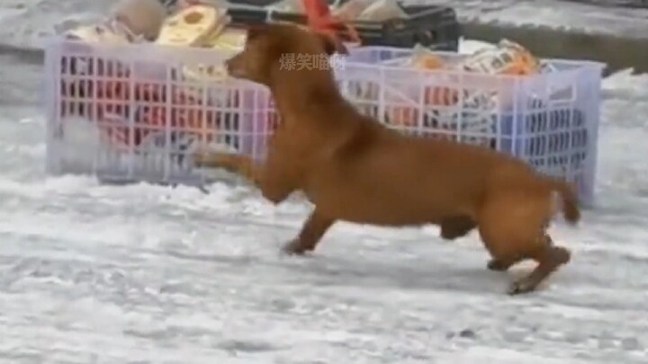 Chó ở Đông Bắc, bốn cái chân đều muốn đình công… Thời tiết ở Đông Bắc lạnh đến mức nào vậy?