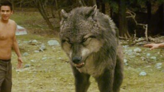 The natural enemy of vampires, werewolves