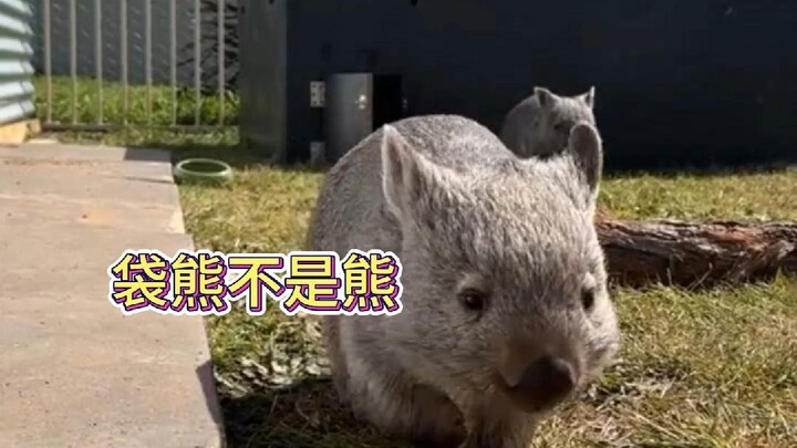 วอมแบตไม่ใช่หมี แล้วทำไมอึของพวกมันถึงเป็นรูปสี่เหลี่ยมล่ะ? #วอมแบต #สัตว์ป่า #สัตว์เลี้ยง #สัตว์มหั