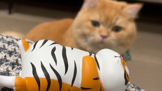 Have you ever seen a little piggy who yawns halfway??