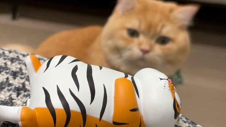 เคยเห็นลูกหมูมี่ที่หาวอยู่ครึ่งเดียวไหม??