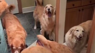 养了11只金毛的大户家庭，每次喂食都好大的阵仗...