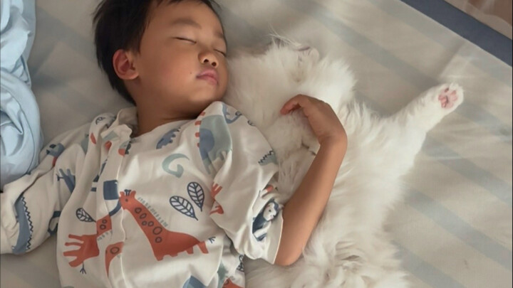 Cats like to occupy the baby's bed. Six years later, the child grew up and finally understood why th