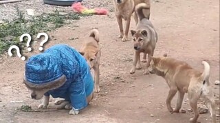 《动物迷惑行为大赏139》