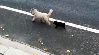 As long as there is a mother, it is not a stray dog that no one loves.