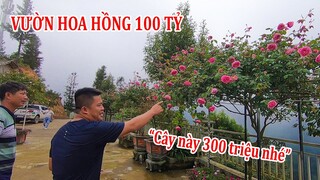 Ngỡ ngàng Vườn hoa hồng hơn 100 tỷ trên đỉnh núi ở Sapa của a Huấn Hoa Hồng hàng trăm triệu mỗi cây