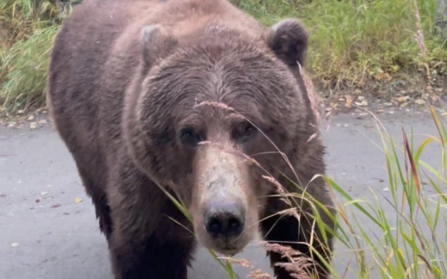 A wild brown bear approaches humans—look it in the eye, then back away.