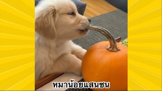 สัตว์เลี้ยงเพื่อนขนปุย : หมาน้อยแสนซน
