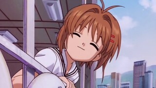 [ Cardinal Sakura ] The first generation of cute king (˶‾᷄ ⁻̫ ‾᷅˵) I loved her and Xiaolang when I w