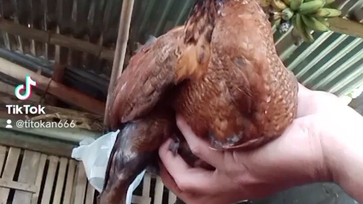 #my bilibilimovementcockerel