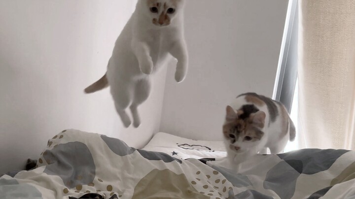 What wakes me up every day are three cats taking flight.