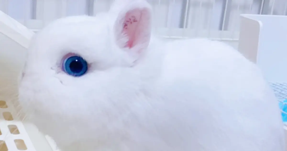 dwarf hotot blue eyes