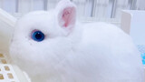 【Rabbit】Meet White Rabbit with Blue Eyes for the First Time