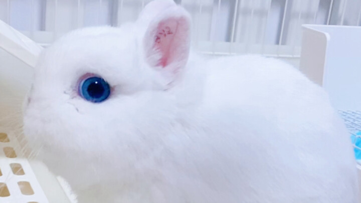 [TV Kelinci] Debut kelinci putih bermata biru.