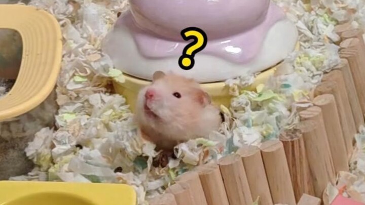 Chuột: Vừa hết Tết đã bắt nạt tôi à?