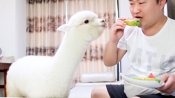 Seeing its owner sneak a bite of watermelon, the alpaca loses its composure and snatches it straight