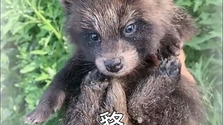A toad in the hole, basically a toad.