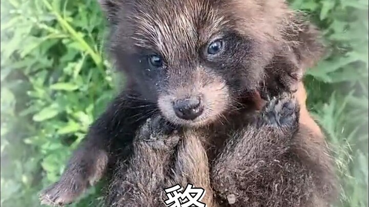 ذئب من نفس الجحر