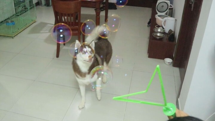 What happens when a Husky meets a huge pile of bubbles?