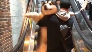 Alaska, who was afraid of taking the escalator, was carried up by his owner. Who is not a baby?