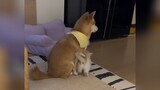 We are both the best in the world, heartwarming moments of cats and dogs