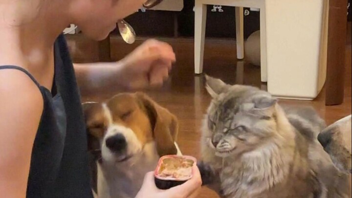 Dua tikus tanah kecil yang jahat! Beri masing-masing satu pukulan!