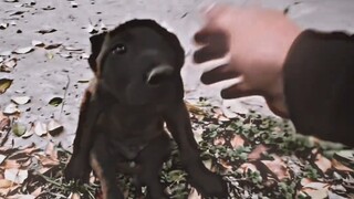 Kuat dan perkasa di segala arah, membunuh dengan penuh ancaman, setia melindungi raja dan menunjukka