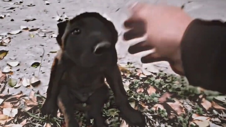 Tám mặt uy phong sát khí bay, cần vương hộ giá tỏ công lao