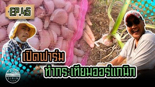 เปิดฟาร์ม ทำกระเทียมออร์แกนิก - [สิรินทร์ฟาร์ม] EP.45