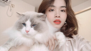 [Pecinta Kucing] Berapa besar Ragdoll?