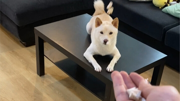 Training to refuse food on the ground