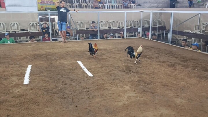 3 cock derby @Passi City, Iloilo 2w 1D (Sweater)